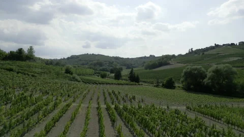 Vineyard in Piemonte, Italy Stock Footage 204919883