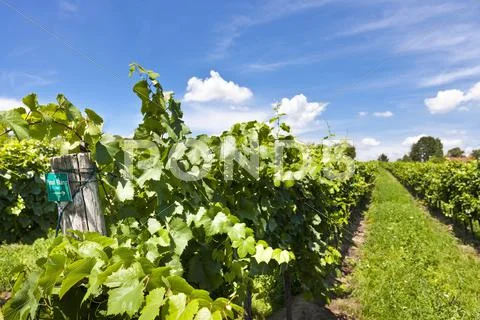 Vineyard of Pinot Blanc grape Stock Photos