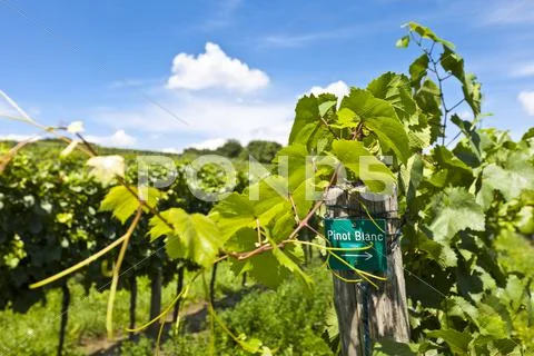 Vineyard of Pinot Blanc grape Stock Photos
