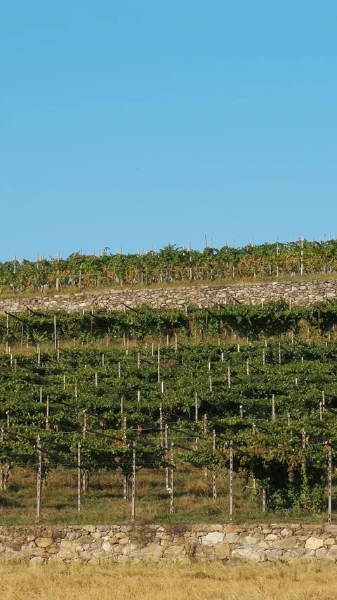 Vineyard plantation. viticulture. Even rows of grapevines with bunches of ripe Video stock 314237347