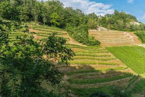 Vineyard planted on the side of a mountain Stockfoto's