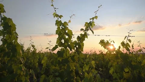 Vineyard plants at sunset Stock Footage 138668707