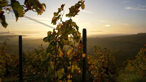 Vineyard plot in France Stock Footage 85864270