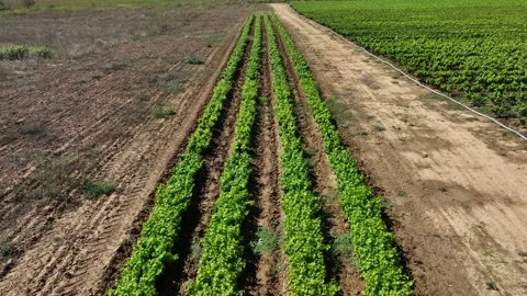 Vineyard plot with small research stems Vídeos de archivo 298198314
