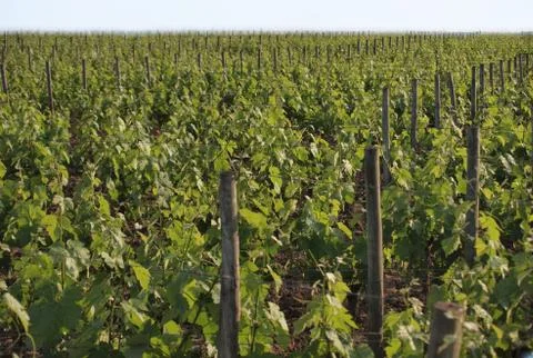 Vineyard in Pomerol Stock Photos