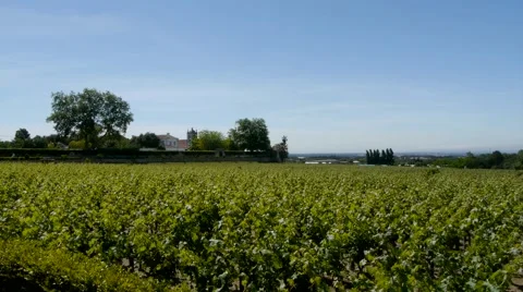 Vineyard in Portugal Stock Footage 41807319