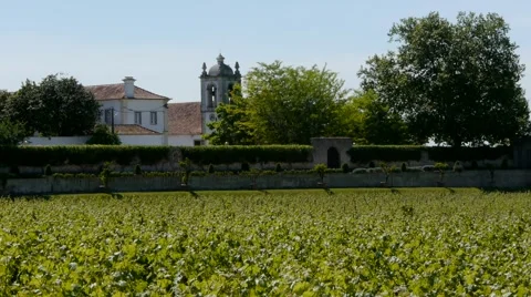 Vineyard in Portugal Stock Footage 41807459