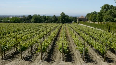 Vineyard in Portugal Stock Footage 41807516