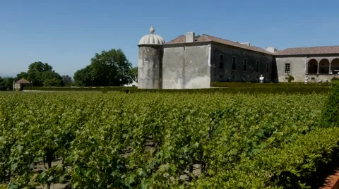 Vineyard in Portugal Stock Footage 41807528