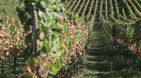 A vineyard in Possnitzberg, Steiermark, Austria Video stock 24668736