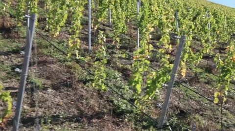 A vineyard in Possnitzberg, Steiermark, Austria Stock Footage 24668745