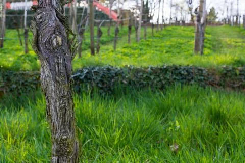 Vineyard Post Closeup Texture Branch Rough Wooden Leaves Green Grass Empty Au Stock Photos