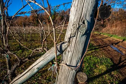 Vineyard posts and vines beside dirt road Stock Photos