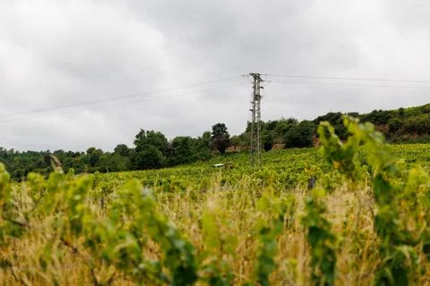 Vineyard with Power Line Tower Stock Photos