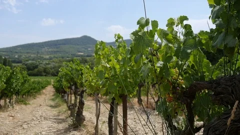 Vineyard in Provence aera Stock Footage 80834447