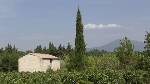Vineyard provence Mont Ventoux Stock Footage 80759475