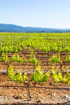 Vineyard in provence Stock Photos