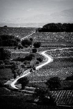 Vineyard in provence Stock Photos