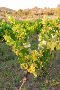 Vineyard in provence Foto stock