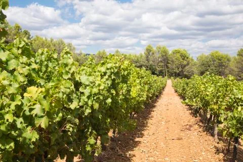 Vineyard in Provence 写真素材