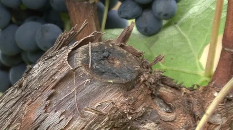 Vineyard pruned tree close-up of Cabernet Sauvignon Stock Footage 42880293