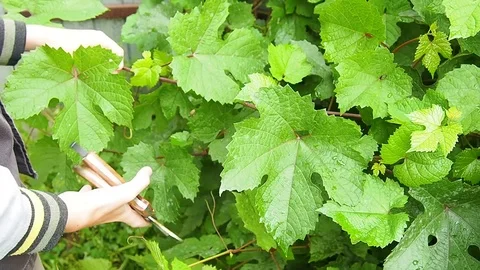 The vineyard, pruning of shoots. Stock Footage 114231623