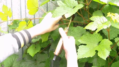 The vineyard, pruning of shoots. Video stock 114231625