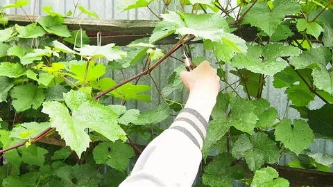 The vineyard, pruning of shoots. Stock Footage 114231633