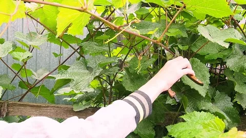 The vineyard, pruning of shoots Stock Footage 114231638