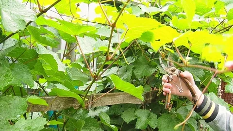 The vineyard, pruning of shoots. Stock Footage 114231642