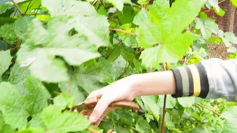 The vineyard, pruning of shoots. Stock Footage 114231654