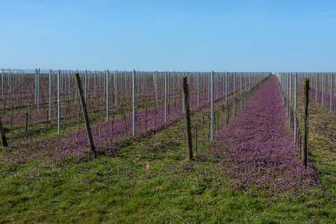 Vineyard in pruple bloom in the spring Stock-Fotos