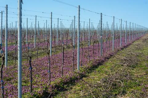 Vineyard in pruple spring bloom Stock-Fotos