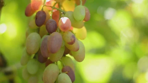 Vineyard. Rack focus and dolly in. Stock Footage 27500822