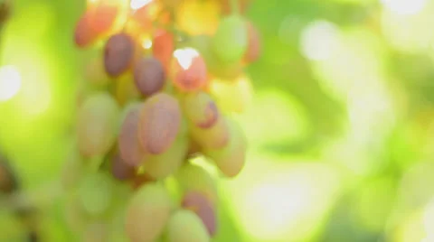 Vineyard. Rack focus and dolly in. Stock Footage 27500839