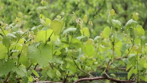 Vineyard in the rain Stock Footage 75984919