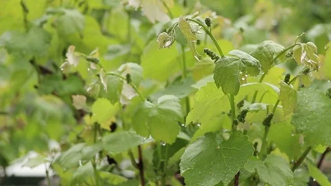 Vineyard in the rain Stock Footage 75986674