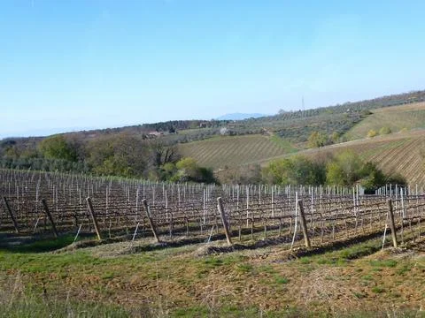 On a vineyard, reaching rows of grape bushes in perspective to the horizon Stock Photos