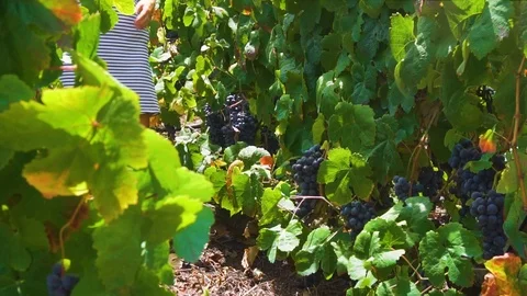 Vineyard with red grape Stock Footage 94080643