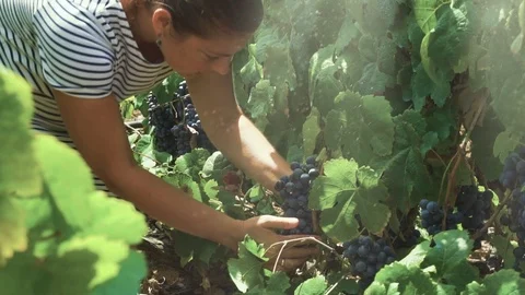 Vineyard with red grape Stock Footage 94080729