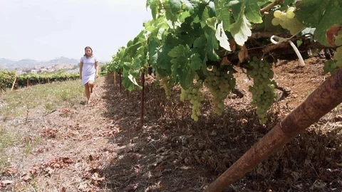 Vineyard with red grape Stock Footage 94081583