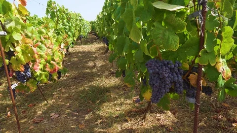 Vineyard with red grape Stock Footage 94082041