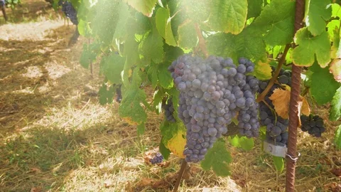 Vineyard with red grape Stock Footage 94082218
