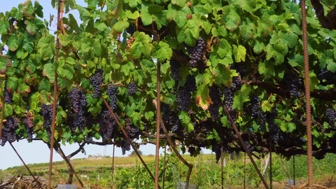 Vineyard with red grape Stock Footage 94082996