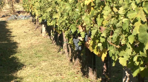 Vineyard of red grapes Stock-Footage 35626509