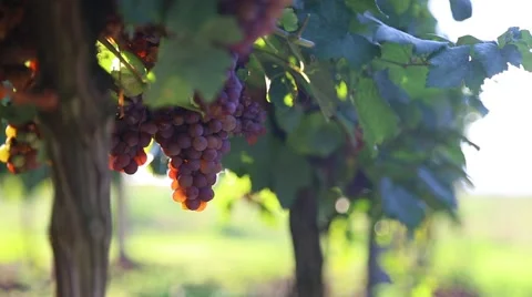 Vineyard with red grapes moving from wind 스톡 동영상 41711185