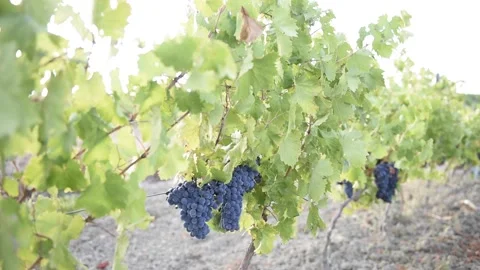 Vineyard with red grape.Vineyard with red grape close upVineyard with red gra Stock Footage 209119631