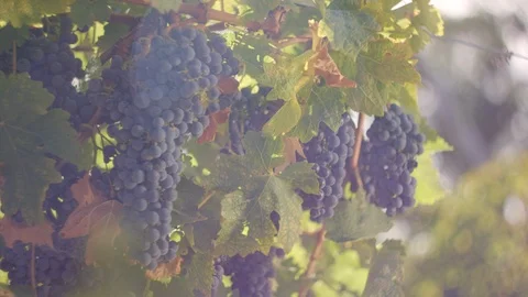 Vineyard -Red wine grape vine &amp; sun flaring vintage in morning light Stock Footage 97425811