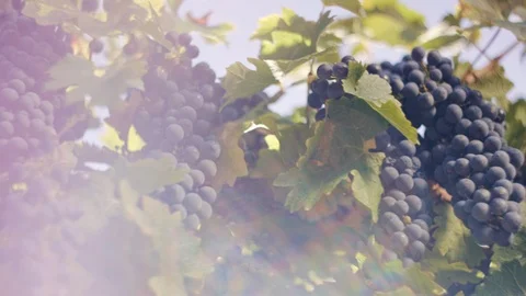 Vineyard - Red wine grape vine &amp; sun flaring vintage in morning light Stock Footage 97628947