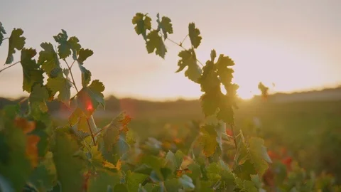 Vineyard - Red wine grape vine &amp; sun flaring vintage in summer light Stock Footage 97638470